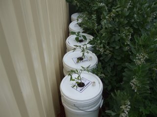 The finished product - in place by the shed The finished product - in place by the shed